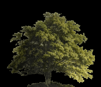 arbol